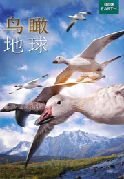 鸟瞰地球海报